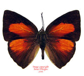 Curetis sp. (Malaysia)
